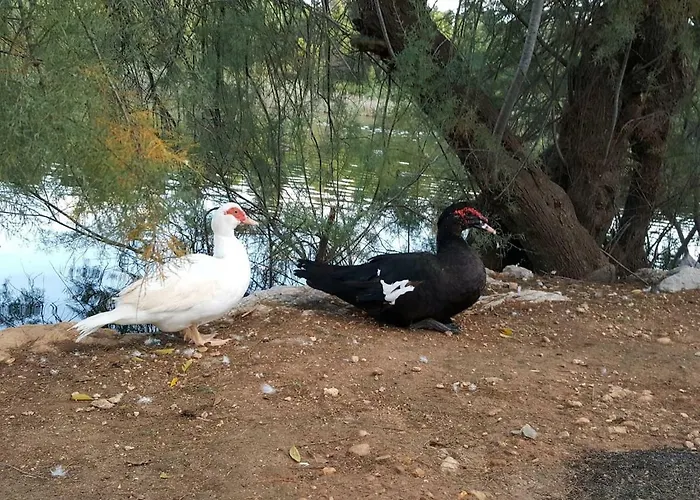 Ronda Playa * Can Picafort