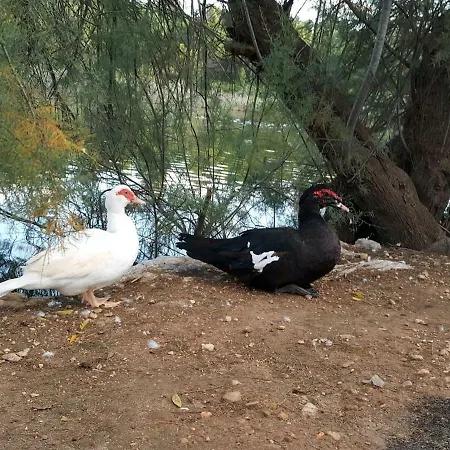 Ronda Playa * Can Picafort (Mallorca)
